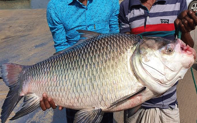 পদ্মার রেকর্ডধারী মাছটির ওজন আর দাম কত জানেন?