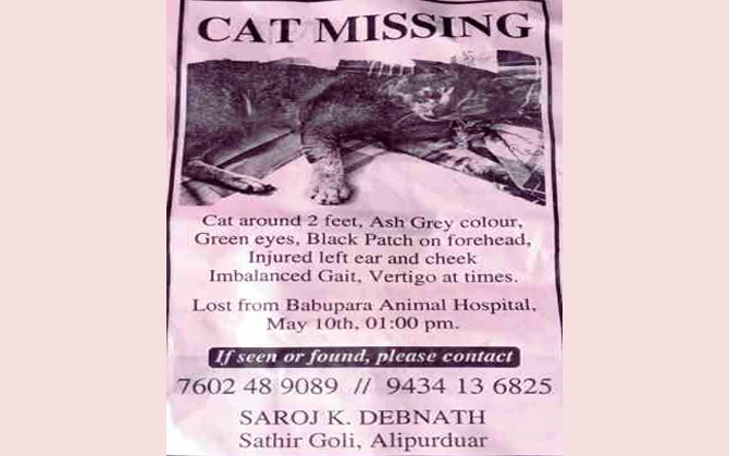 প্রাণের পোষ্য ‘চিগি’কে হারিয়ে দিশেহারা মালিক, খুঁজতে শহরজুড়ে পোস্টার ও মাইকিং