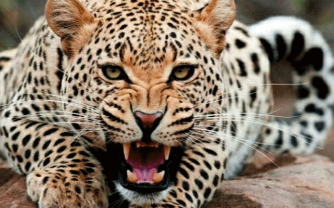 জিপ থেকে নেমে বনকর্মীদের উপর ঝাঁপিয়ে পড়ল চিতা ।