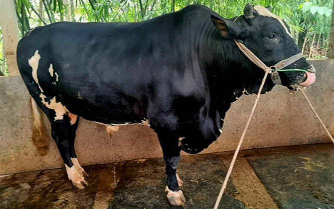 কক্সবাজারে, কোরবানি হাটের বাদশা এবার ‘কক্সকিং’ আর ‘ডায়মন্ড’ । দাম অন্তত ৩০ লাখ ।