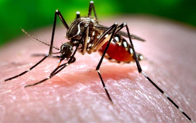 রাজ্যে উদ্বেগ বাড়াচ্ছে ডেঙ্গি, সাত দিনে পাঁচশোর বেশি আক্রান্ত, স্বচ্ছতা অভিযানে জোর মুখ্যমন্ত্রীর