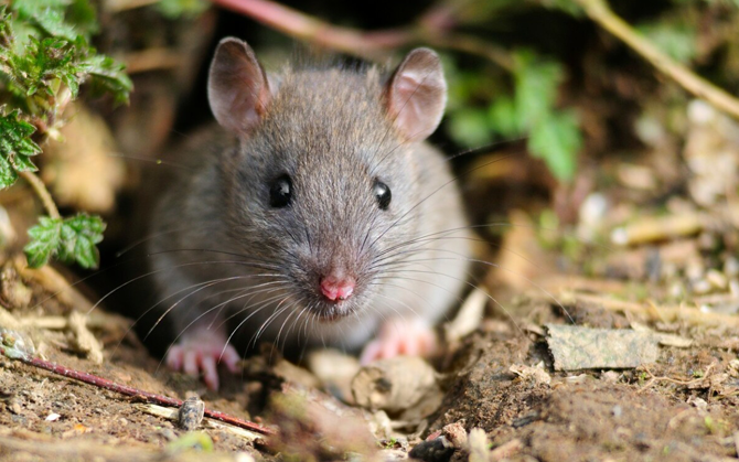 মূষিক বরে কারামুক্তি