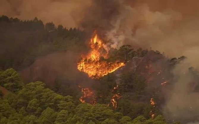 সিকিমের পানগোলাখা বন্যপ্রাণী অভয়ারণ্যে ভয়াবহ দাবানল, তুষারপাতের অভাবে পরিস্থিতি নিয়ন্ত্রণের বাইরে