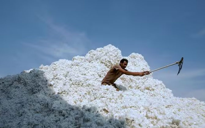 তুলো আমদানিতে কর ছাড় ! ট্রাম্পের শুল্ক-জুজুর মোকাবিলায় মোদি দাওয়াই