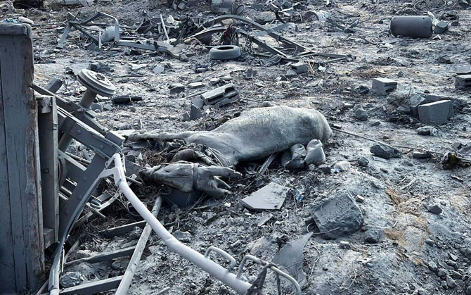 বদ্ধভূমিতে চুপ প্রাণীরাও: গাজায় পরিবেশ ধ্বংসের দুঃসহ আখ্যান