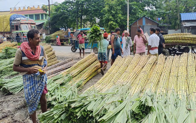 আখে লক্ষ্মীলাভ, খুশি কালনার কৃষকরা