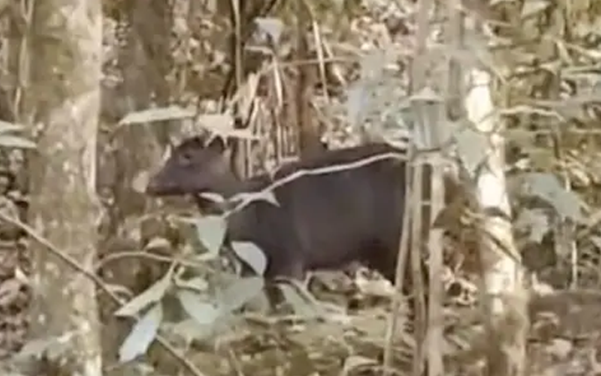 কার্শিয়াংয়ের পাহাড়ে বিরল প্রজাতির সাদা, কালো হরিণ। জীববৈচিত্র্যের প্রাচুর্যে উচ্ছ্বসিত বনদফতর