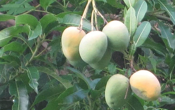 কোঙ্কনে ‘হাপুস’ বিপর্যয়: জলবায়ুর ছোবলে ৮০% ফলনহানির আশঙ্কা, আন্দোলনের পথে মহারাষ্ট্রের আমচাষিরা