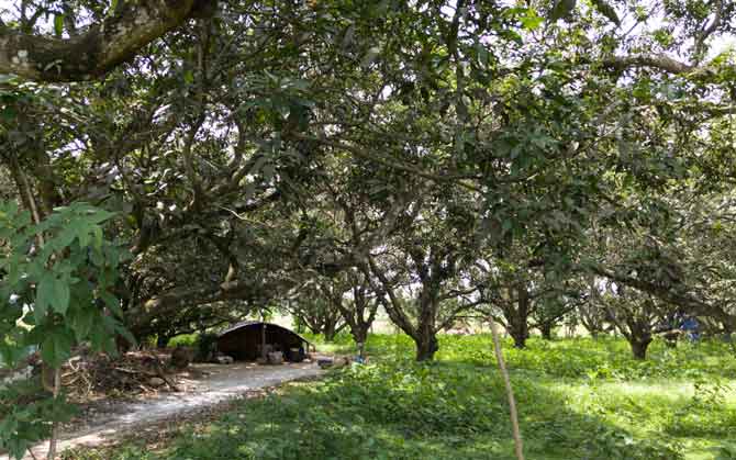 বলাগড় বন্দর : কৃষি ও মৎস্যজীবীদের জীবিকা, সংকটে গ্রামীণ অর্থনীতি?