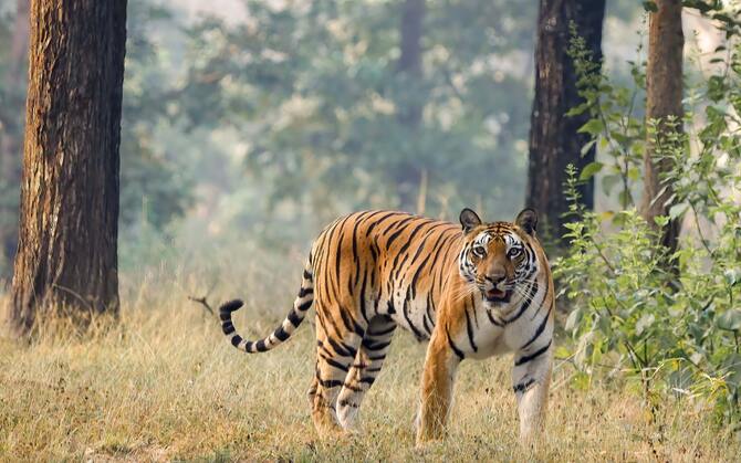 বিশ্বের ৭০ শতাংশ বন্য বাঘের আবাস ভারত! ‘আন্তর্জাতিক ব্যাঘ্র দিবস’-এ উচ্ছ্বসিত প্রধানমন্ত্রী, তবু চিন্তার ভাঁজ বিশেষজ্ঞদের কপালে