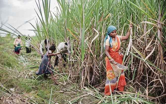 শারীরিক অসুস্থতায় ছুটি নিলে কাটা যাবে মজুরি ! মহারাষ্ট্রে ভয়াবহ স্বাস্থ্য-সংকট,আখখেতের মহিলা শ্রমিকরা বাদ দিচ্ছেন জরায়ু