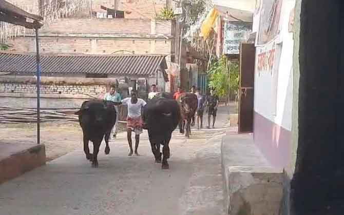 ৩০০ বছরের ইতিহ্য, কেতুগ্রামে গবাদি পশু দৌড় প্রতিযোগিতা